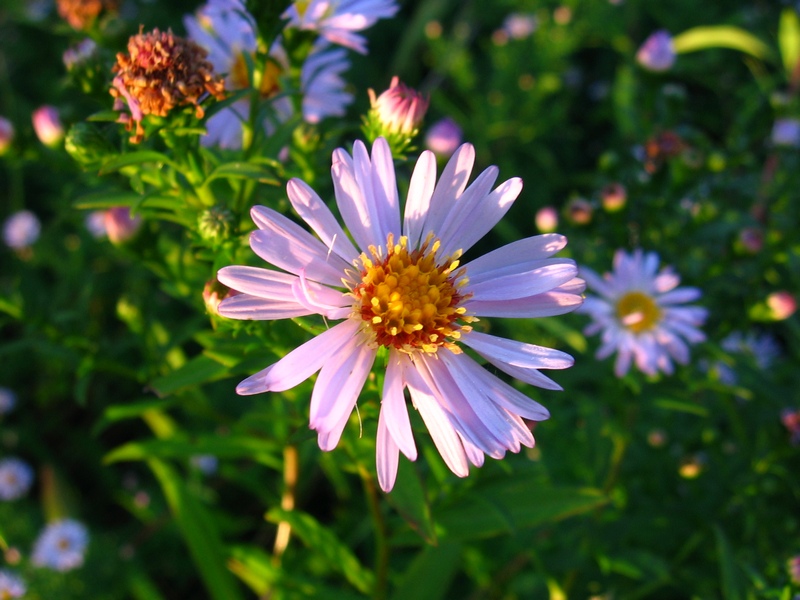 Image of genus Symphyotrichum specimen.