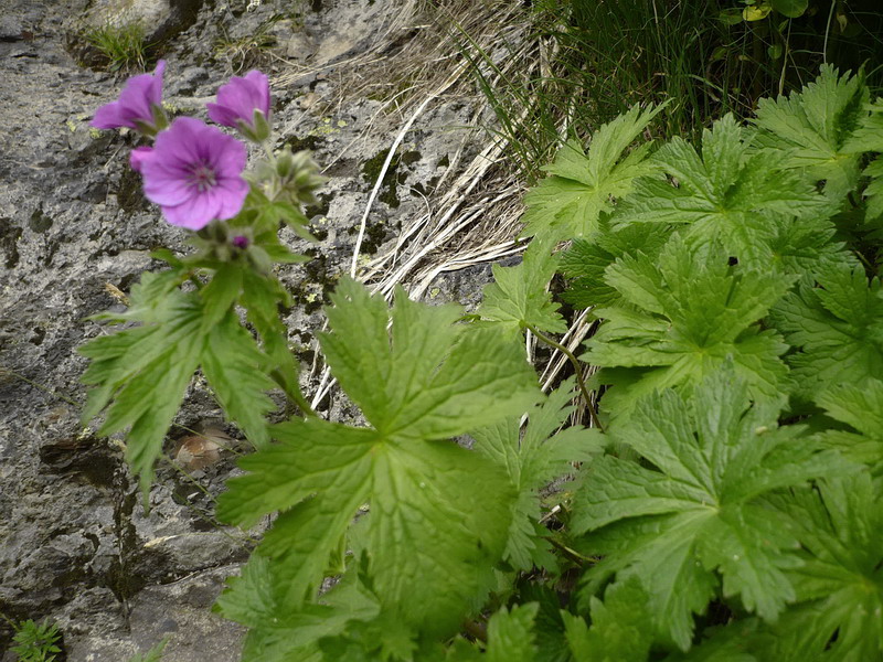 Image of Geranium sylvaticum specimen.