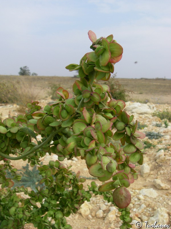 Изображение особи Atriplex aucheri.