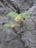 Seseli gummiferum