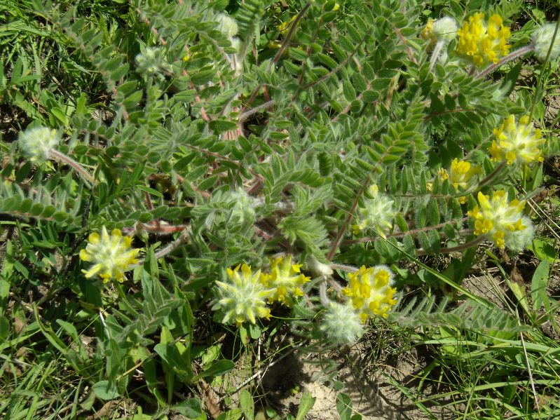 Изображение особи Astragalus dasyanthus.