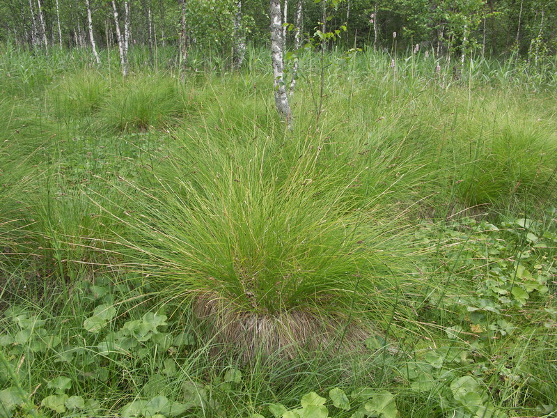 Image of Carex appropinquata specimen.