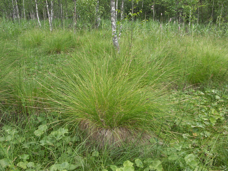 Изображение особи Carex appropinquata.