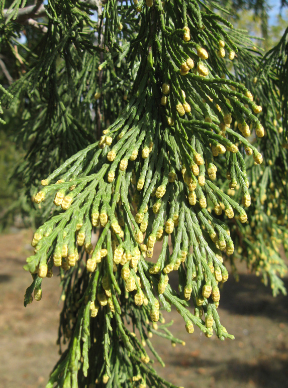 Изображение особи Calocedrus decurrens.