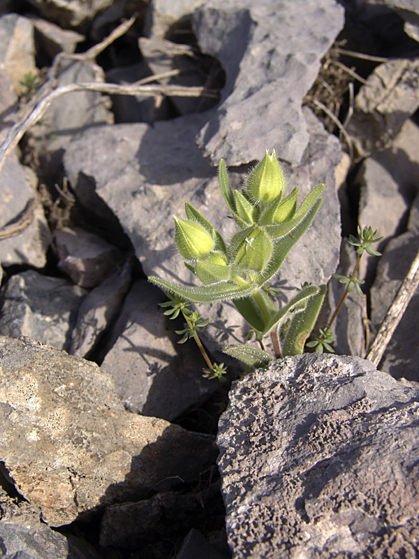 Изображение особи Cerastium inflatum.