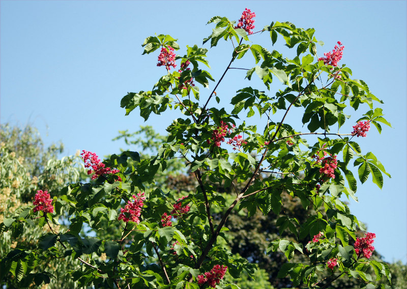 Image of Aesculus &times; carnea specimen.