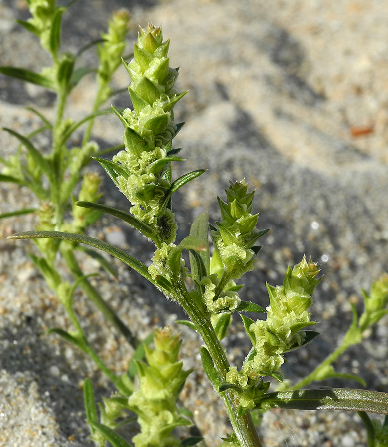 Изображение особи Corispermum ulopterum.