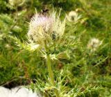 Cirsium obvallatum