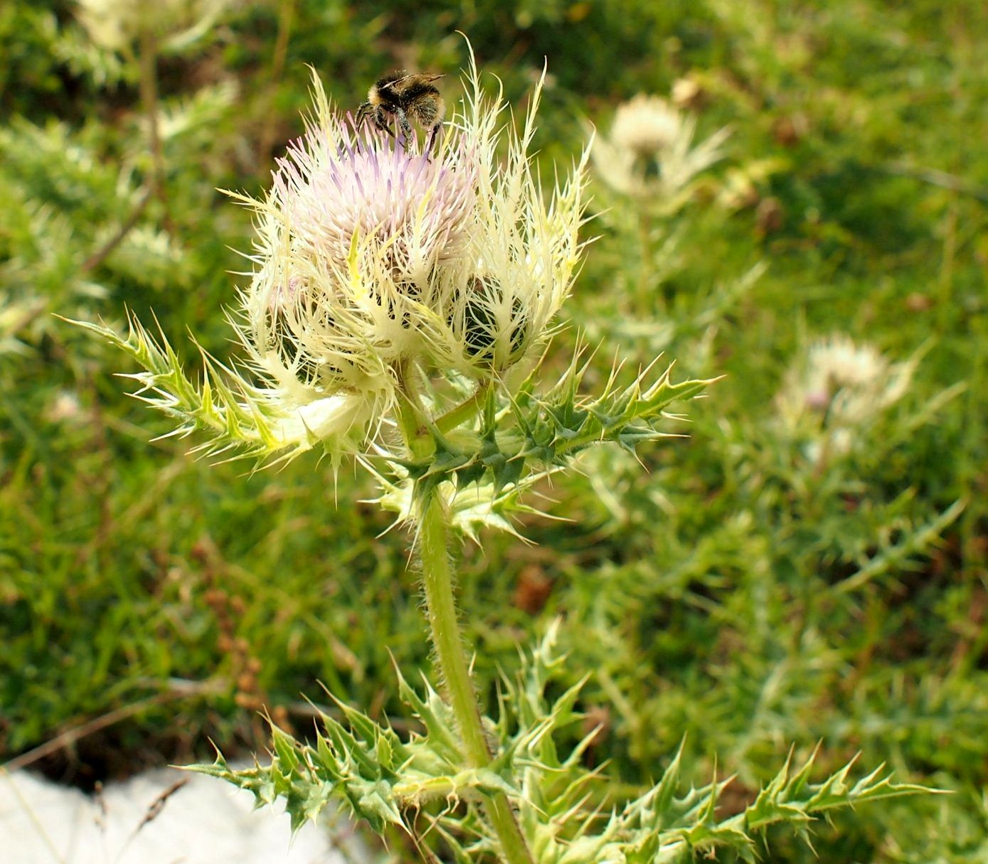 Изображение особи Cirsium obvallatum.