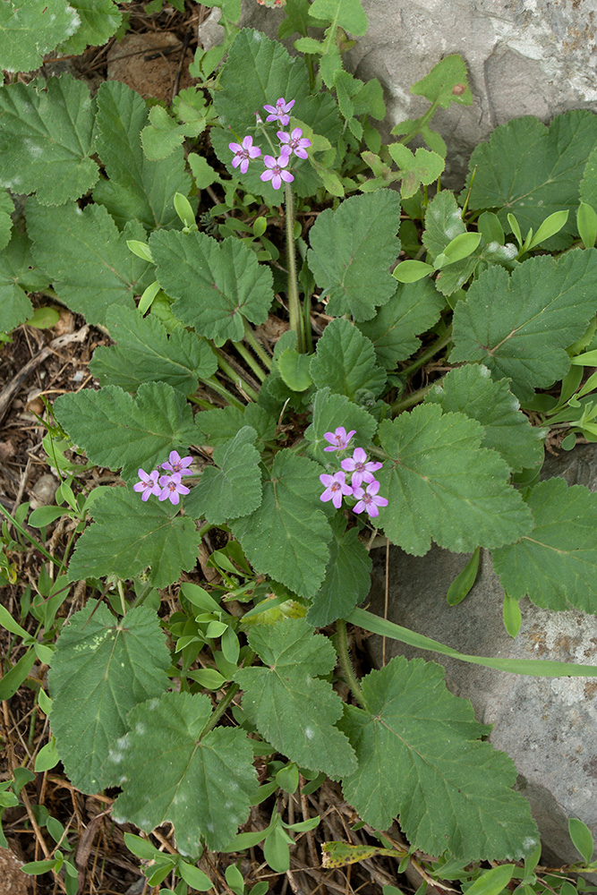 Изображение особи Erodium malacoides.