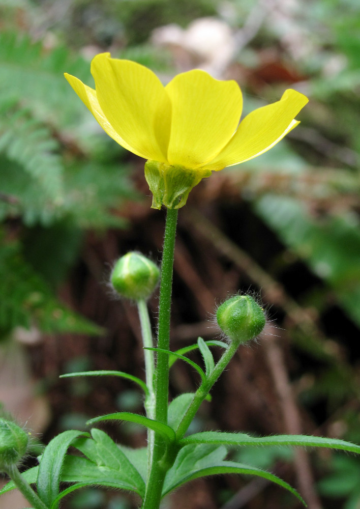 Image of Ranunculus grandiflorus specimen.