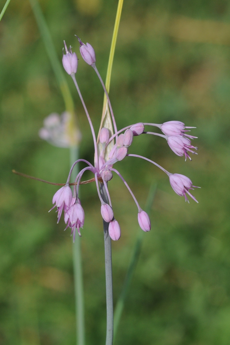 Image of Allium carinatum ssp. pulchellum specimen.