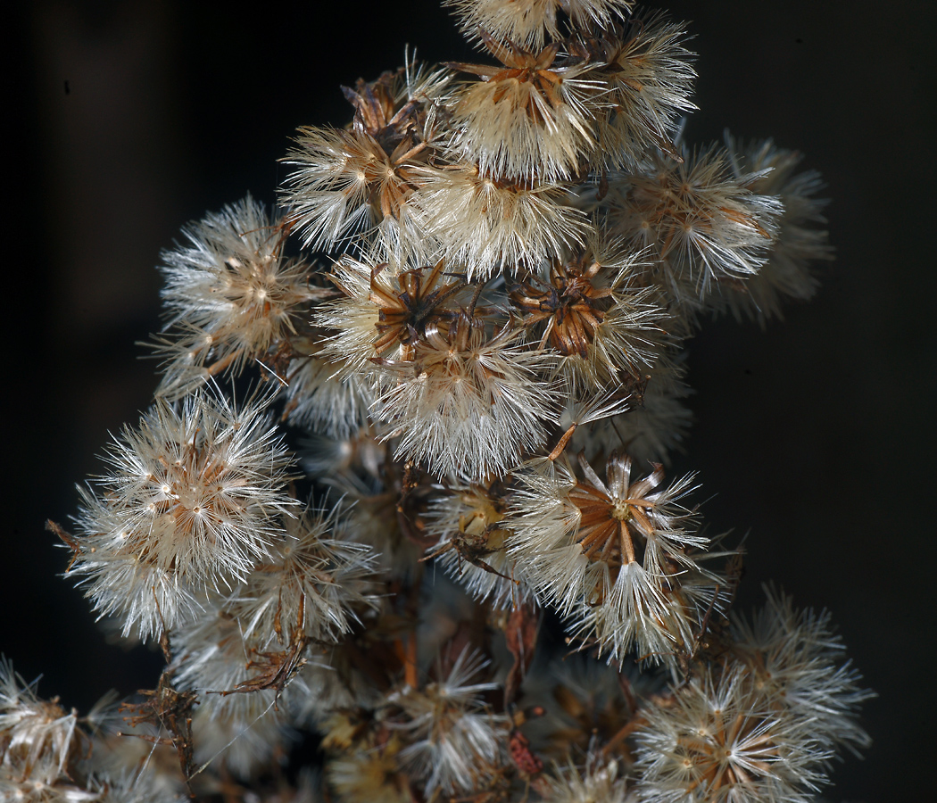 Изображение особи Solidago virgaurea.