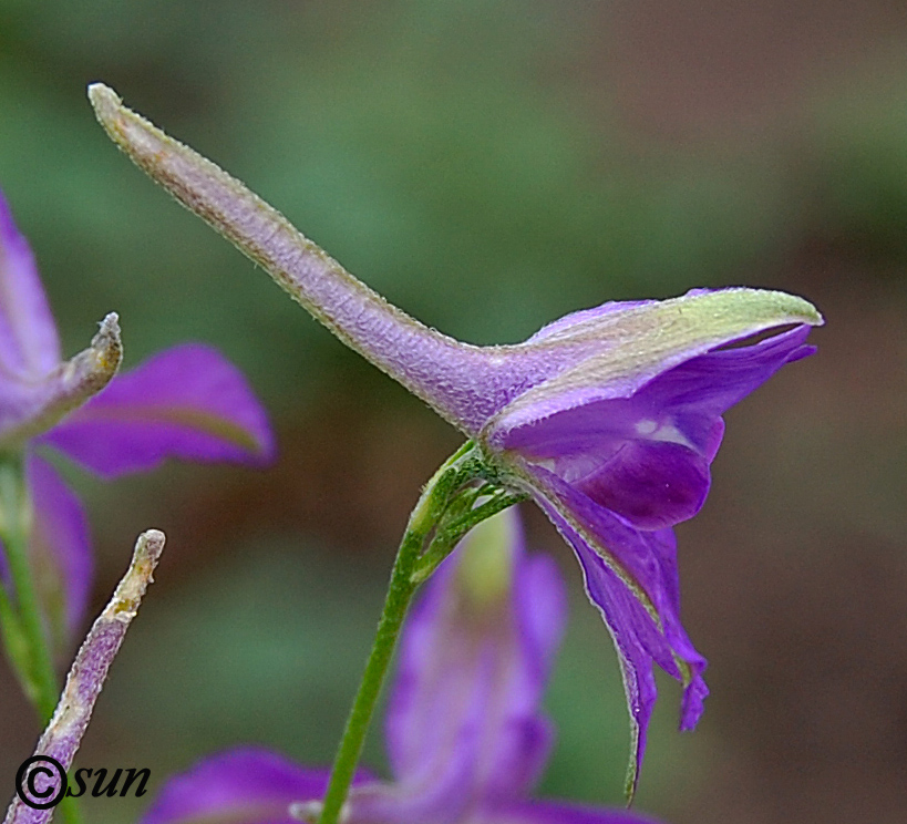 Изображение особи Delphinium hispanicum.