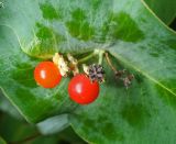 Lonicera dioica