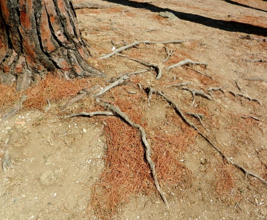 Image of Pinus pinea specimen.