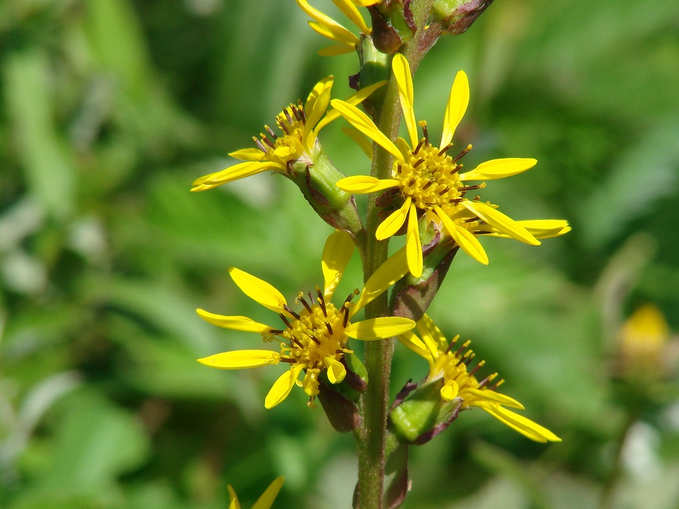 Image of Ligularia sibirica specimen.