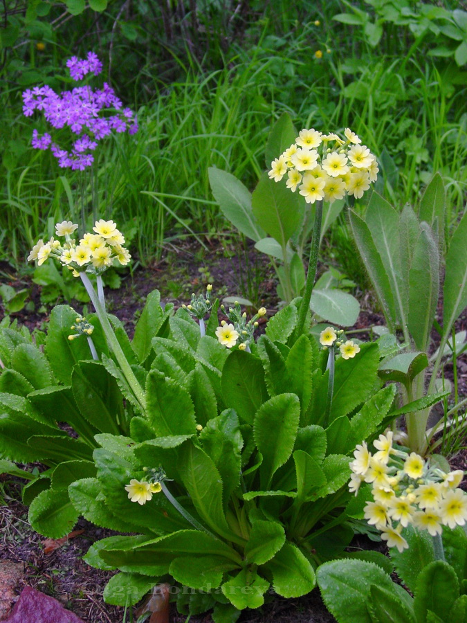 Image of Primula luteola specimen.