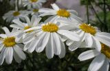 Pyrethrum corymbosum