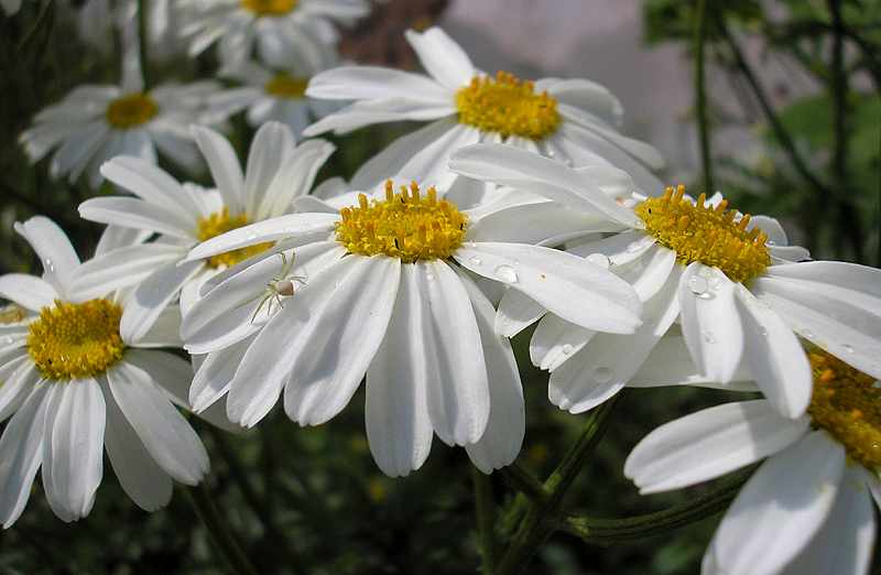 Изображение особи Pyrethrum corymbosum.