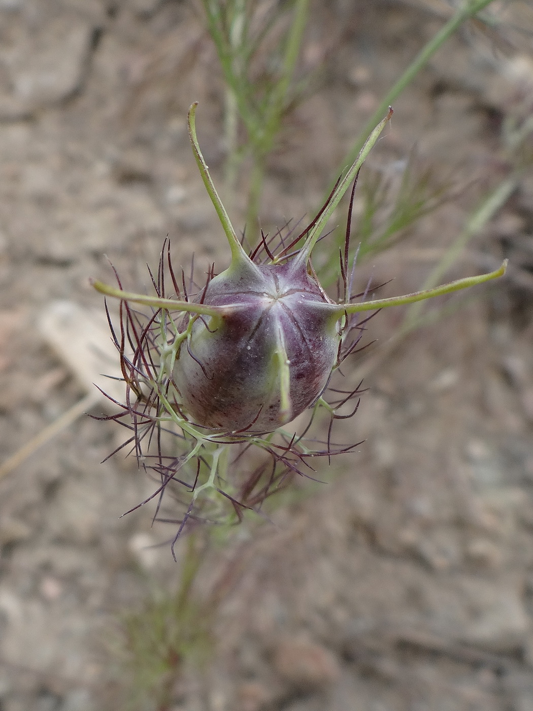 Image of Nigella damascena specimen.