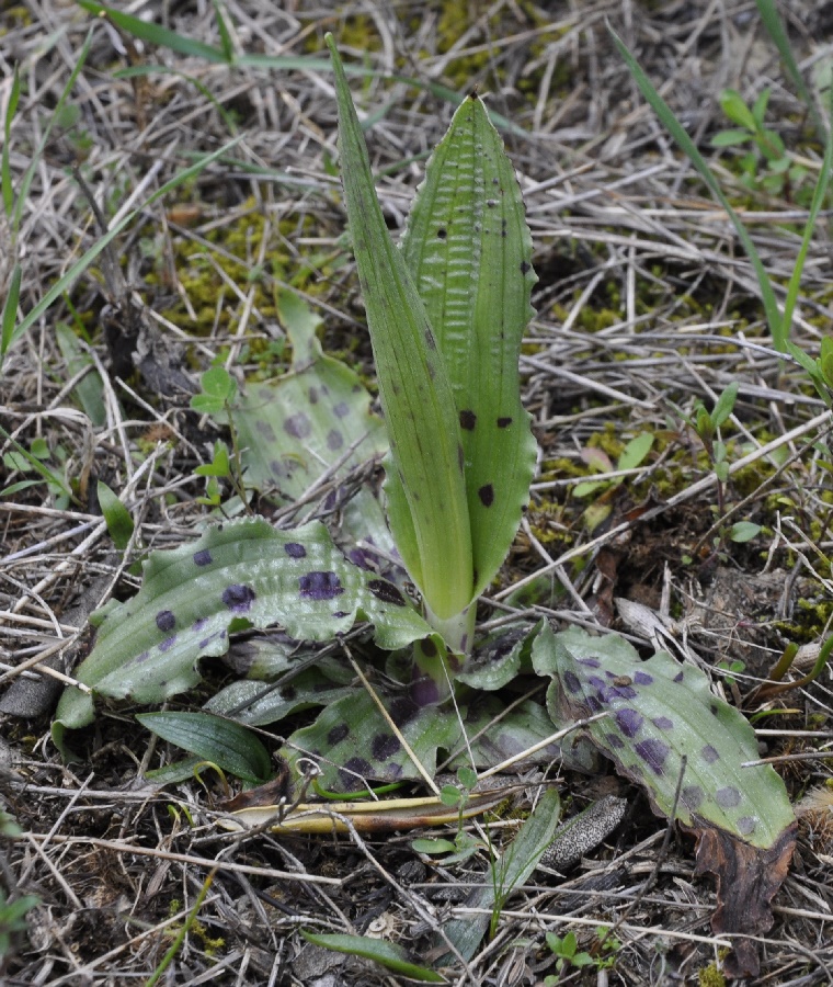 Изображение особи Orchis italica.