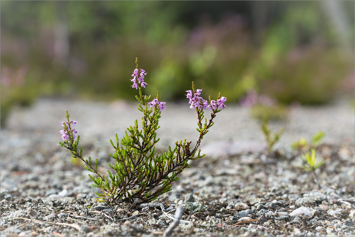 Image of Calluna vulgaris specimen.