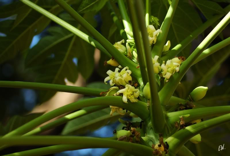 Image of Carica papaya specimen.