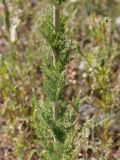 Handelia trichophylla. Часть облиственного стебля. Кыргызстан, Нарынская обл., левый берег р. Нарын, окр. с. Таш-Башат. 21.06.2015.