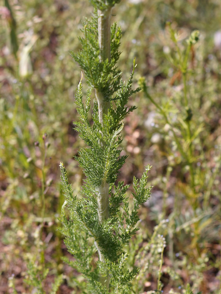 Изображение особи Handelia trichophylla.