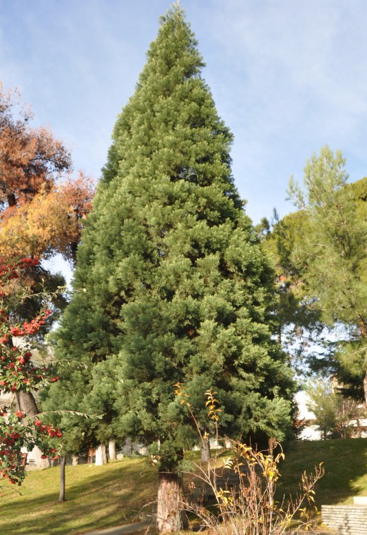 Изображение особи Sequoiadendron giganteum.