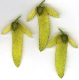 Carpinus betulus