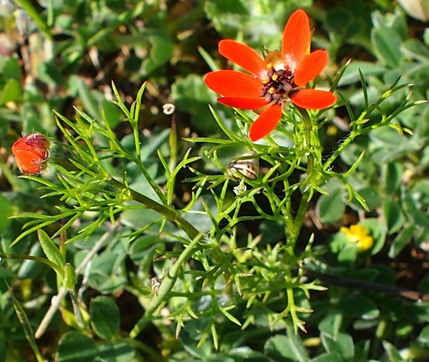 Изображение особи Adonis flammea.