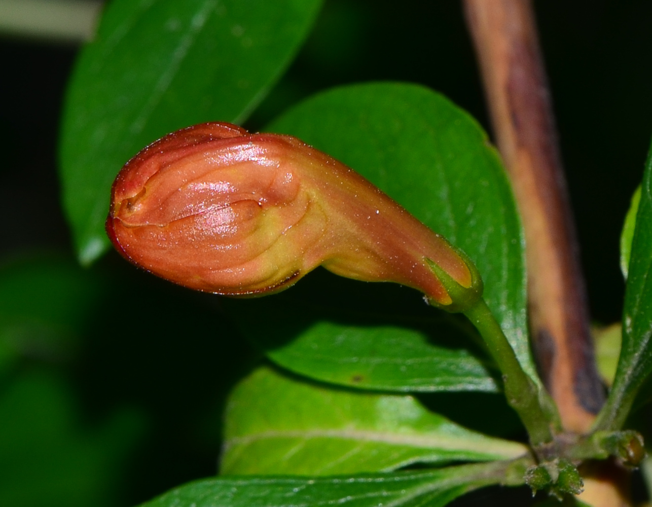 Image of Ruttya fruticosa specimen.