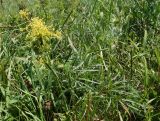 Peucedanum morisonii