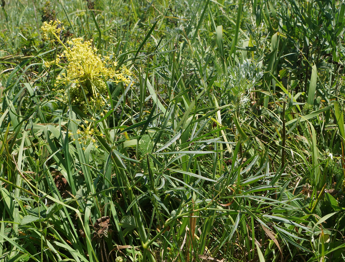 Изображение особи Peucedanum morisonii.