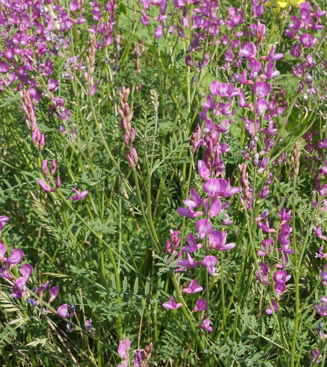 Изображение особи Astragalus macropterus.