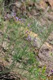 Linaria volgensis