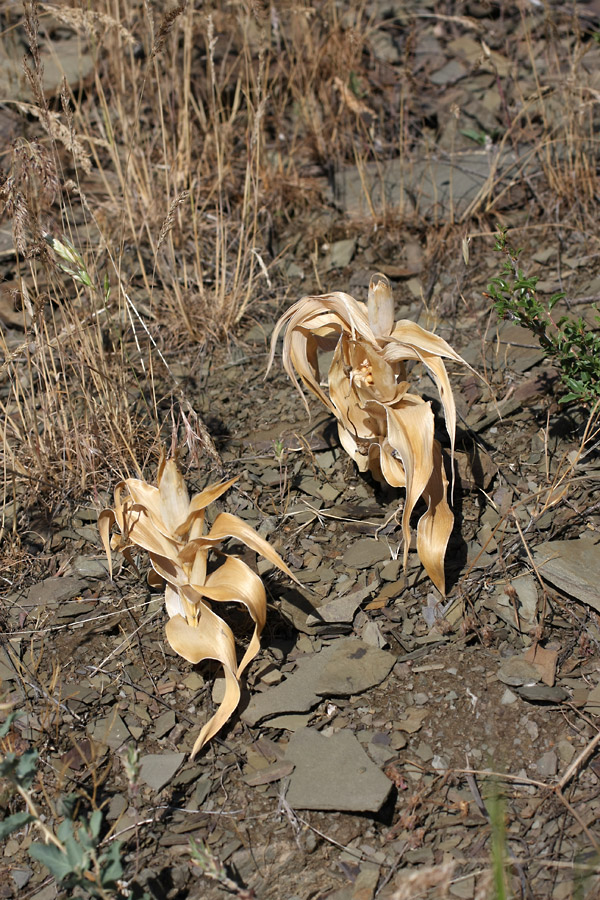 Image of Juno willmottiana specimen.