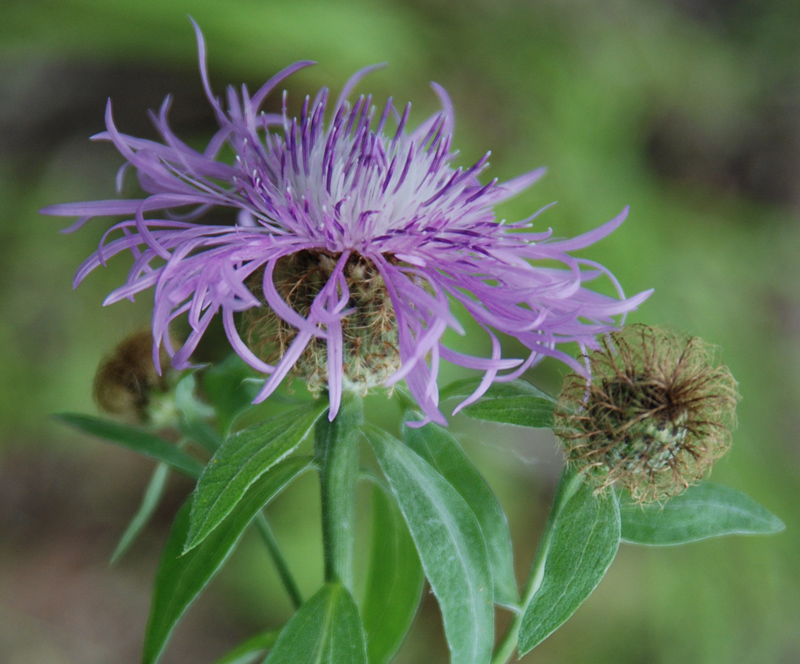 Изображение особи Centaurea alutacea.