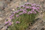 Acanthophyllum pungens. Цветущее растение на щебнистом склоне. Южный Казахстан, Сырдарьинский Каратау, р-н перевала Куюк. 30.05.2015.