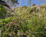 Rubus idaeus. Плодоносящее растение. Восточный Казахстан, Кокпектинский р-н, 25 км в горы от с. Пантелеймоновка, 1000 м н.у.м., каменистая сопка. 17.07.2015.