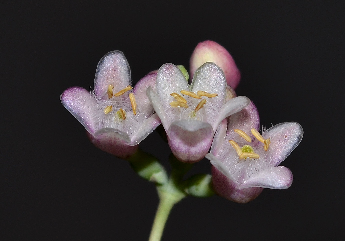 Изображение особи Symphoricarpos albus var. laevigatus.