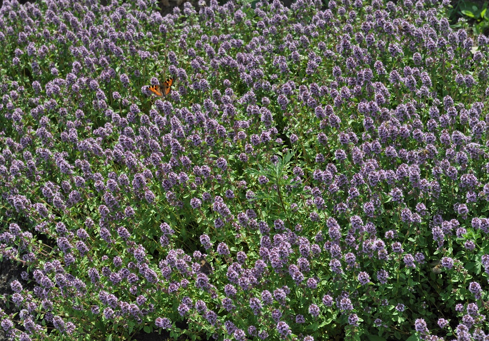 Изображение особи Thymus ovatus.