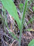 Tephroseris integrifolia. Часть побега. Свердловская обл., окр. г. Североуральск, р-н скал Грюнвальдта, сосново-еловый склон, обочина тропинки. 19.06.2015.