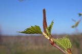 Betula pendula