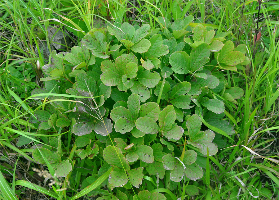 Image of Rhododendron schlippenbachii specimen.