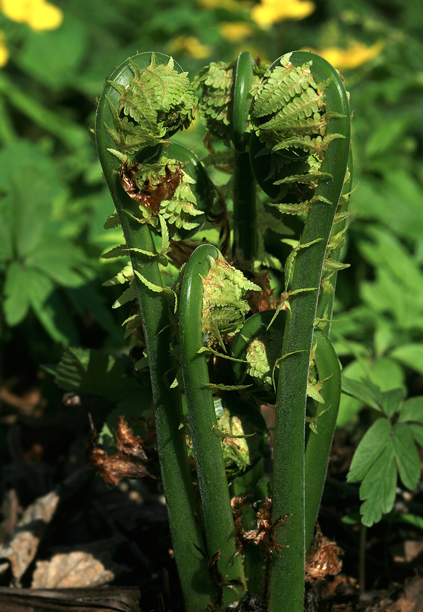 Image of Matteuccia struthiopteris specimen.