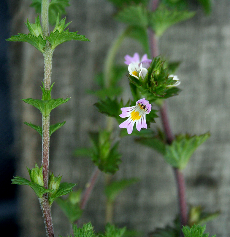 Изображение особи Euphrasia pectinata.