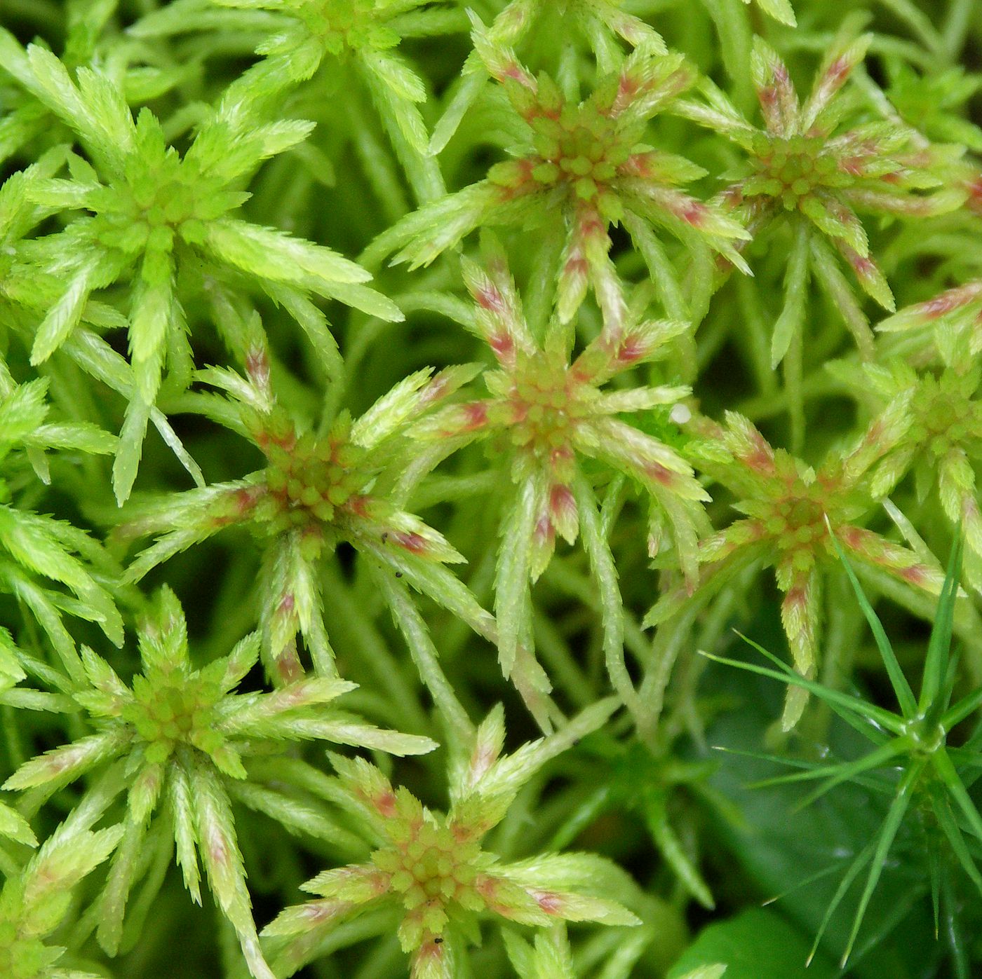 Изображение особи Sphagnum russowii.